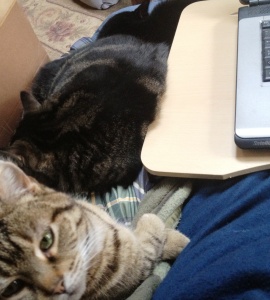Cats at My Desk